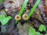Crinipellis piceae image