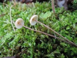 Crinipellis piceae image