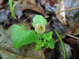 Crinipellis piceae image