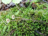 Crinipellis piceae image