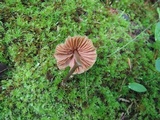 Entoloma conicum image