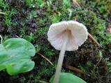 Entoloma conicum image