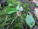 Entoloma conicum image