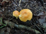 Cuphophyllus pratensis image