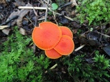 Hygrocybe miniata image