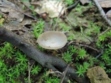 Helvella macropus image