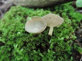 Helvella macropus image