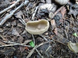 Helvella macropus image