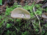 Helvella macropus image