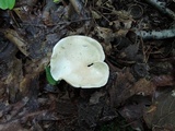 Clitopilus prunulus image