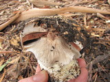 Agaricus lilaceps image