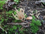 Clavaria fumosa image