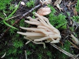 Clavaria fumosa image