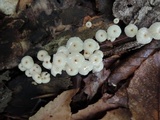 Marasmius capillaris image