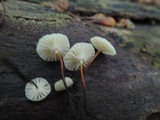 Marasmius capillaris image