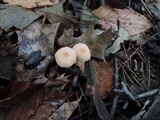 Mycetinis scorodonius image