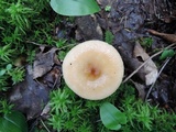 Russula pectinatoides image