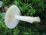 Russula pectinatoides image