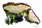 Caloplaca luteominia image