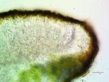 Caloplaca luteominia image