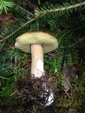 Boletus chippewaensis image