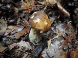 Boletus variipes var. fagicola image