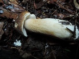 Boletus variipes var. fagicola image