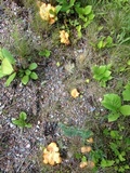 Cantharellus enelensis image