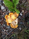 Cantharellus enelensis image
