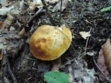 Xanthoconium affine image