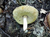 Xanthoconium affine image
