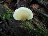 Hohenbuehelia angustata image
