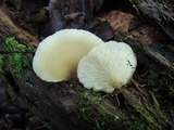 Hohenbuehelia angustata image