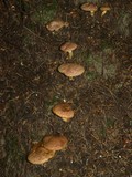 Suillus lakei image