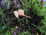 Mitrula lunulatospora image
