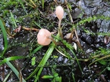 Mitrula lunulatospora image
