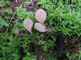 Mitrula lunulatospora image