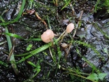 Mitrula lunulatospora image