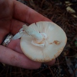 Amanita roseitincta image