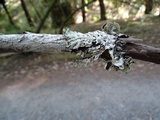 Hypogymnia occidentalis image