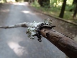 Hypogymnia occidentalis image