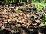 Coprinellus plagioporus image