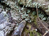 Cladonia bellidiflora image