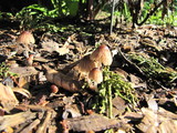 Coprinellus plagioporus image