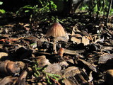Coprinellus plagioporus image