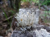 Sphaerophorus tuckermanii image
