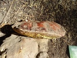Boletus rex-veris image