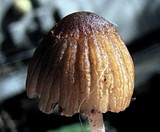 Coprinellus plagioporus image