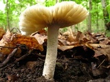 Amanita onusta image
