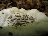 Amanita onusta image